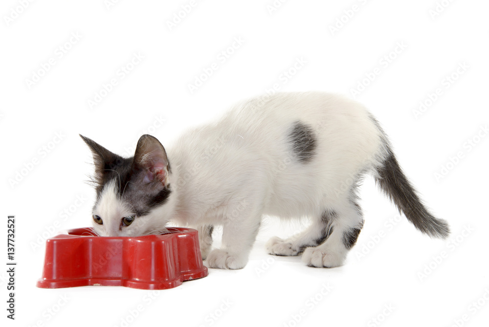 Obraz premium cat eating on white background