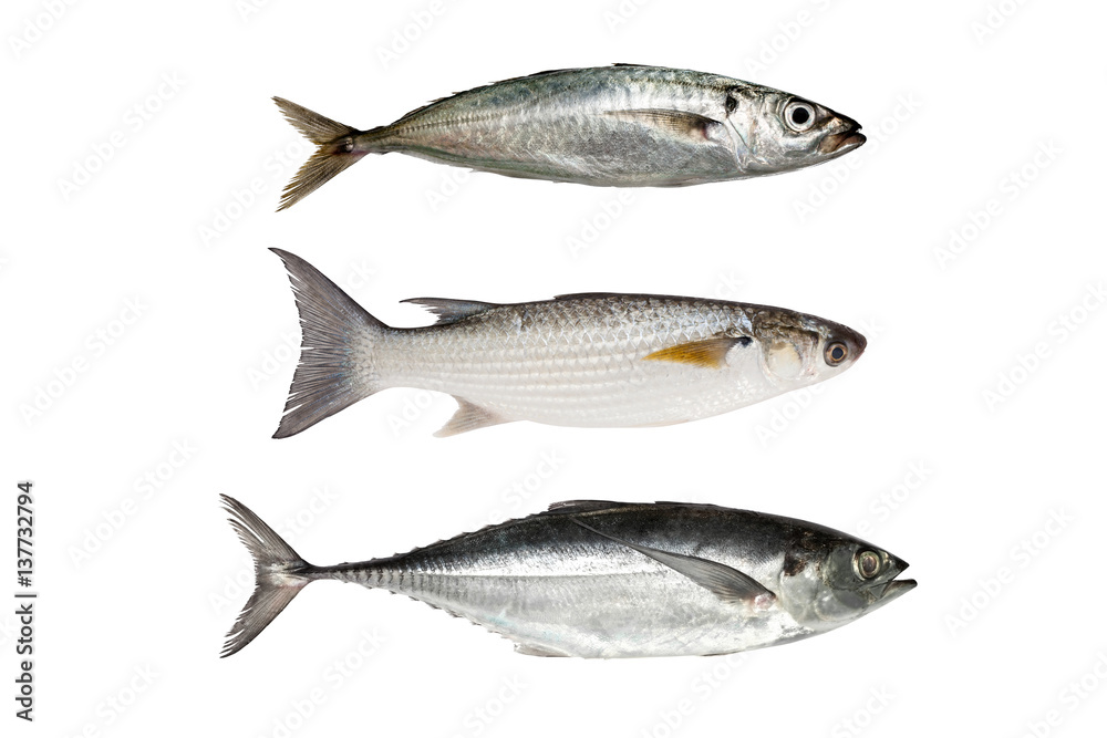 horse mackerel ,Grey Mullet or flathead mullet ,torpedo scad (Finny scad, Finletted mackerel scad) isolated on white background. horse mackerel ,Grey Mullet or flathead mullet ,torpedo scad (Finny scad, Finletted mackerel scad) isolated on white background.