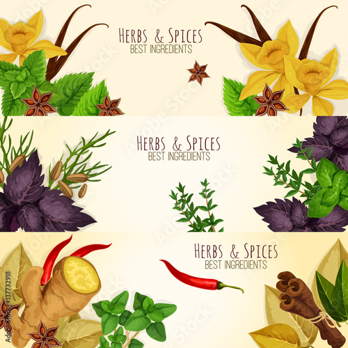 Herbs, spices culinary ingredients vector banners