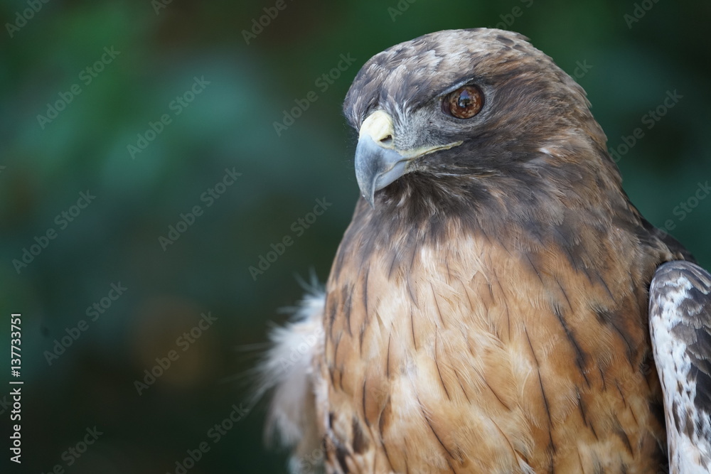 Naklejka premium Beautiful Hawk Portrait