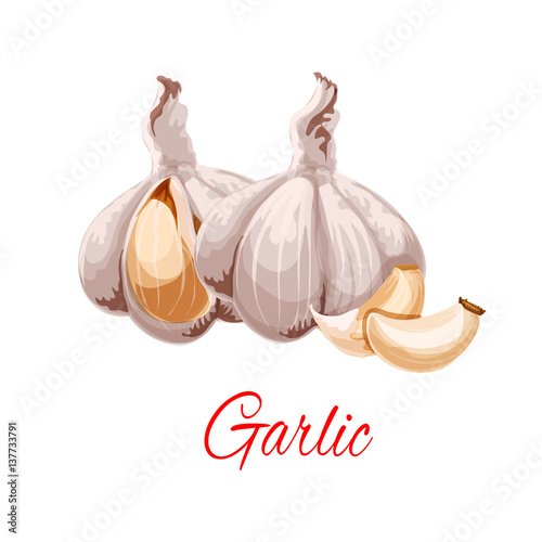 Garlic cloves and heads vector icon