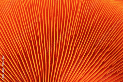 orange mushroom gills