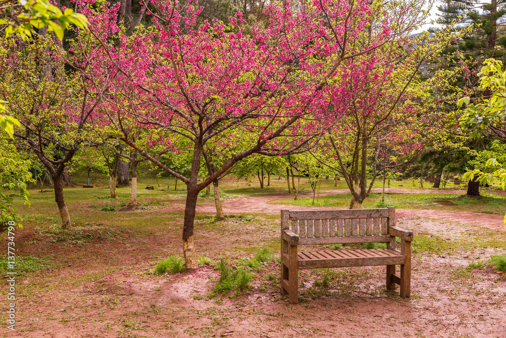 Wooden bench under the pink sakura tree in cherry blossom time Wooden bench under the pink sakura tree in cherry blossom time