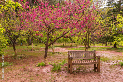Fototapeta Naklejka Na Ścianę i Meble -  Wooden bench under the pink sakura tree in cherry blossom time