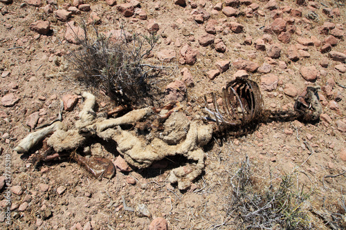 dead sheep carcass