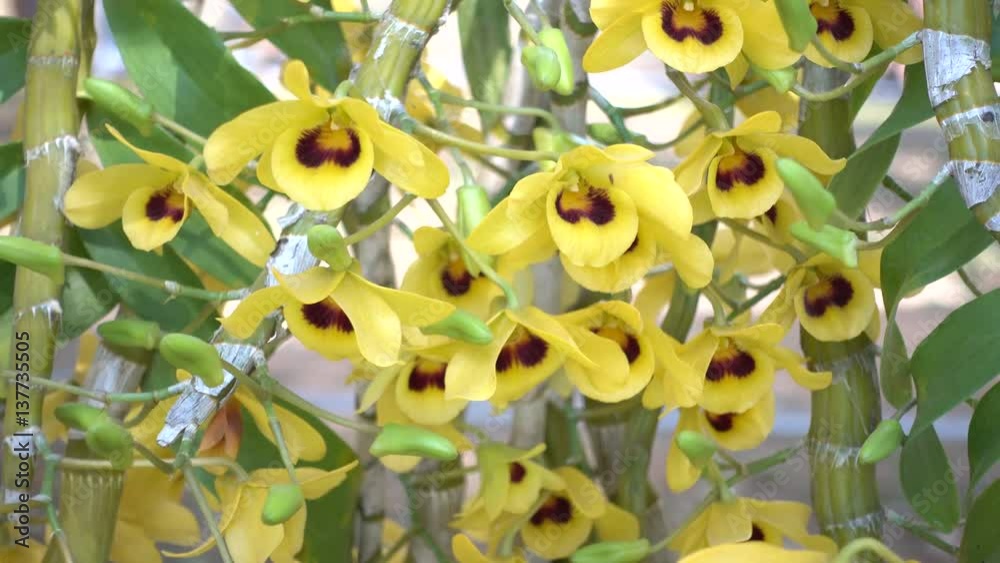 Dendrobium friedericksianum orchid of Chanthaburi ,Thailand StockVideo
