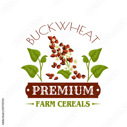 Buckwheat cereal vector poster or emblem