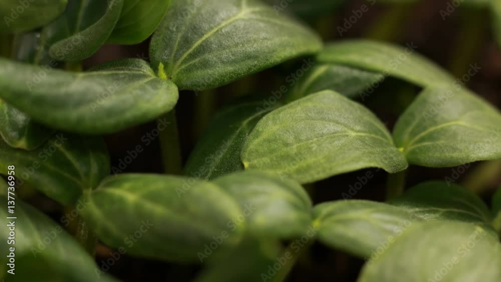 Germinating Cucumber Seeds Agriculture Spring Timelapse Germinating Cucumber Seeds Agriculture Spring Timelapse
