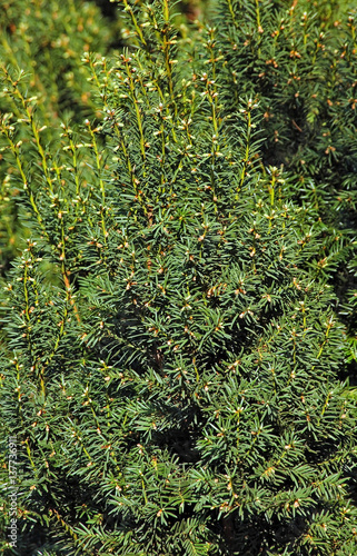Yew (Taxus baccata)