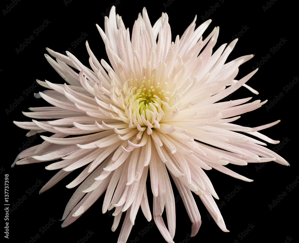 Fotografie pink chrysanthemum on a black background