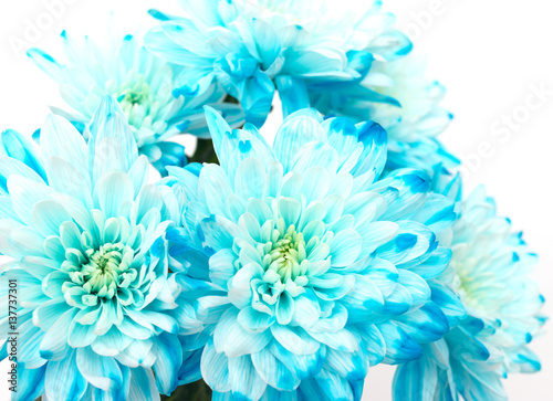 blue and white chrysanthemums