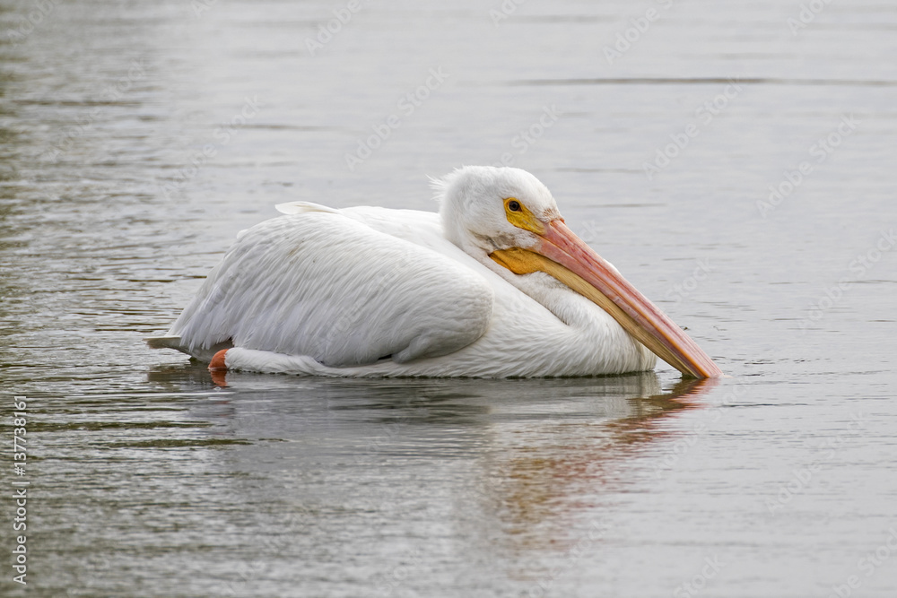 Bird pelican floating on Los Angeles River Bird pelican floating on Los Angeles River