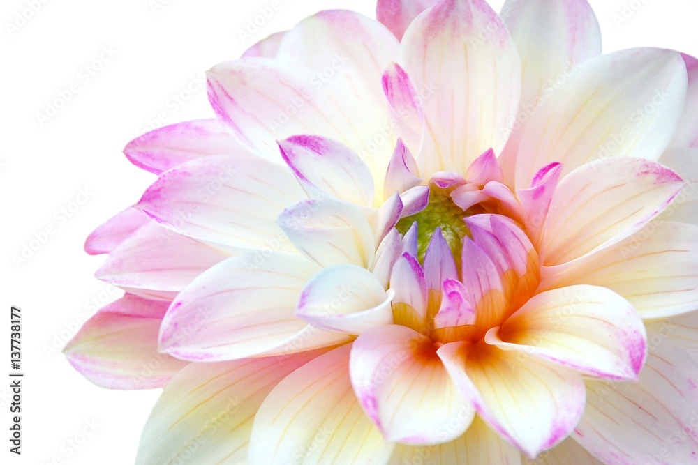 Close up of white pink dahlia flower on white background