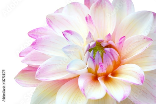 Close up of white pink dahlia flower on white background