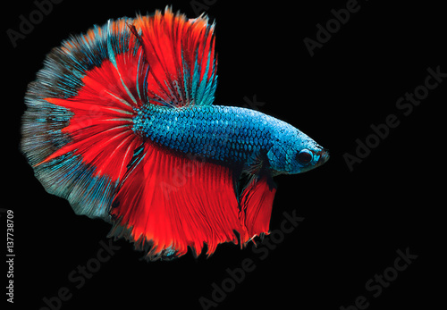 While motion capture fish interbreeding 