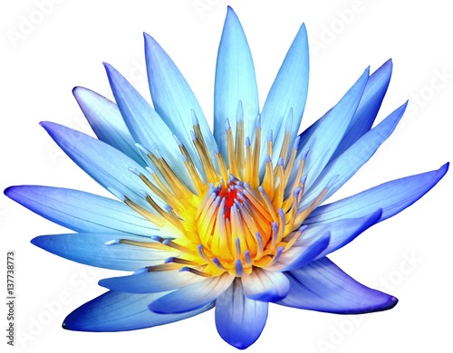 Blooming blue lotus flower isolated on white background