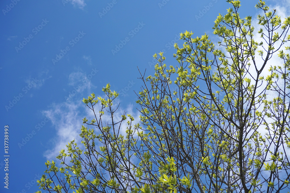 Fototapeta premium tree branch sprout in spring