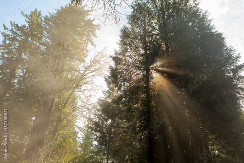 Fototapeta Naklejka Na Ścianę i Meble -  Morning Sun Rays Through the Trees
