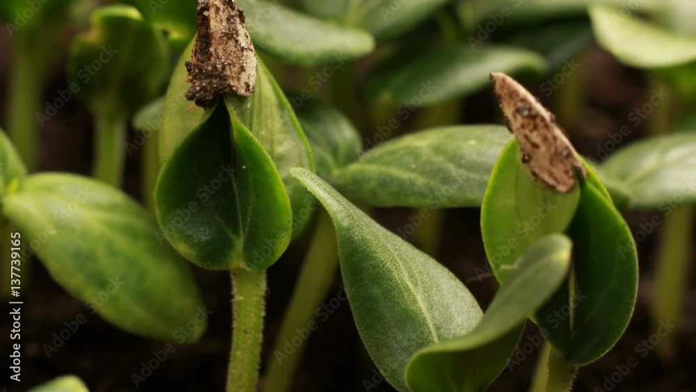 Germinating Cucumber Seeds Agriculture Spring Timelapse Germinating Cucumber Seeds Agriculture Spring Timelapse