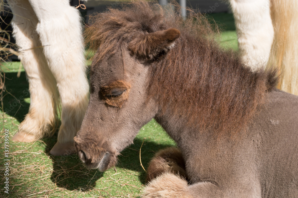 Close up Shetland pony horse sit on artificial grass Close up Shetland pony horse sit on artificial grass