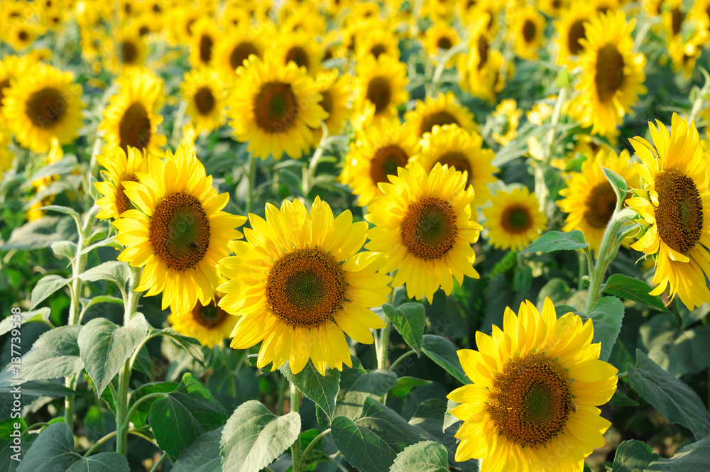 Fototapeta premium sunflower blooming in the field in summer