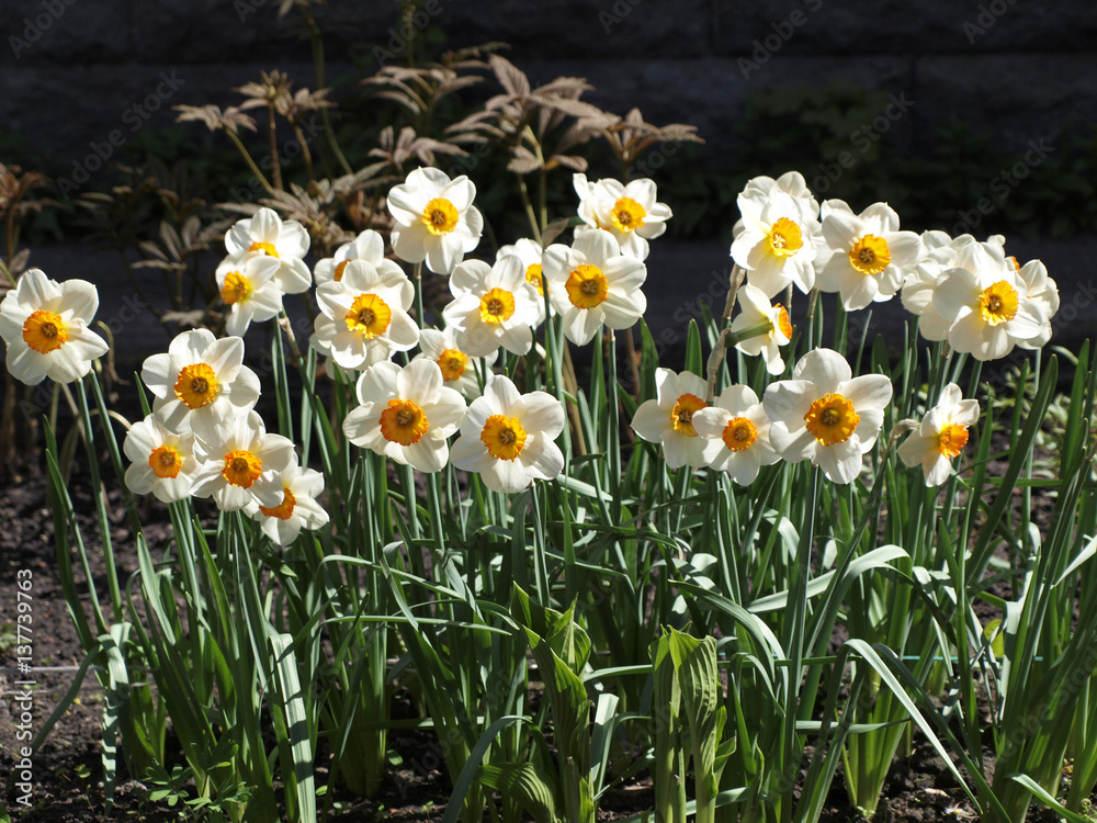 Bunch of white and yellow nurcissus flowers Bunch of white and yellow nurcissus flowers
