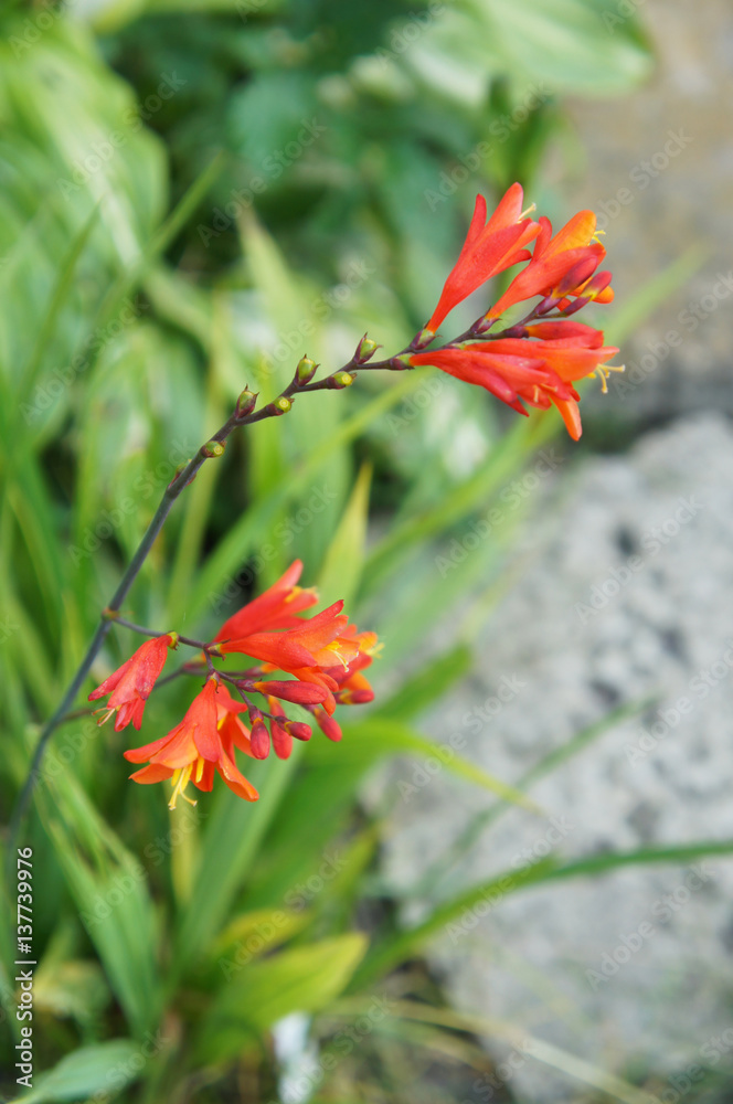 Crocosmia lucifer branch of red flowers on green grass background Crocosmia lucifer branch of red flowers on green grass background
