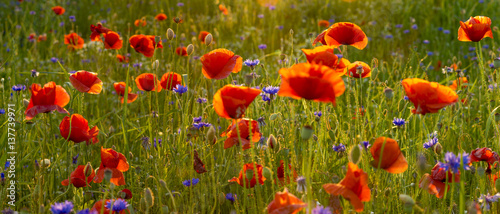 Wild poppies field in the evening light  panorama