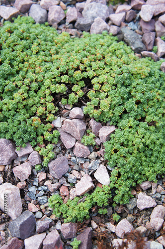 Sedum humifusum or crassulaceae green plant on ground