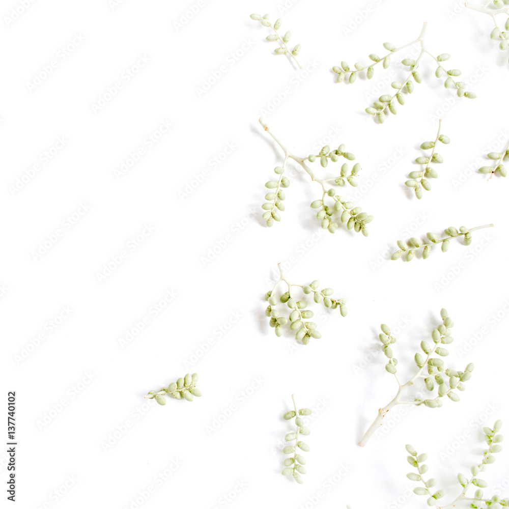 Green branches pattern on white background. Flat lay, top view. Flower background.