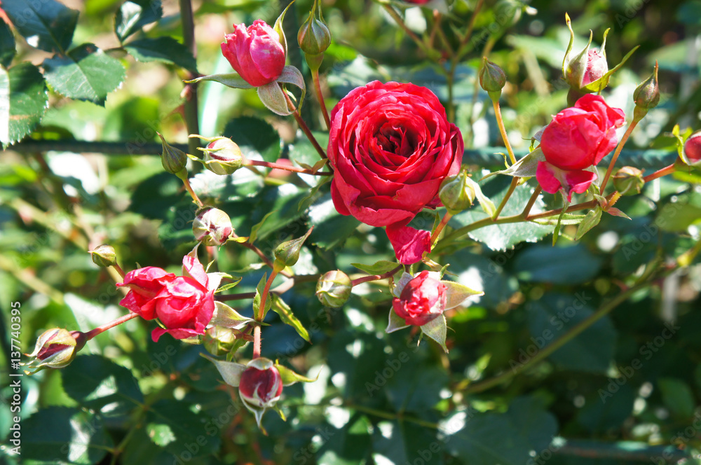 Bush of pink roses in garden Bush of pink roses in garden