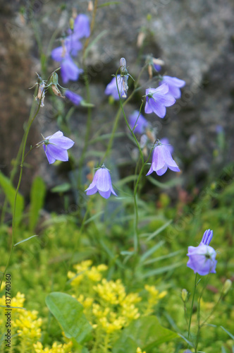 Blue bellflower or campanula flower in garden