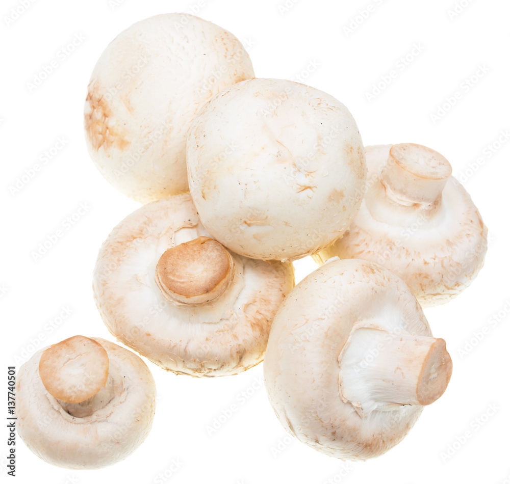 champignons on a white background champignons on a white background