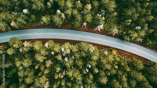 Fotografie Forest Road