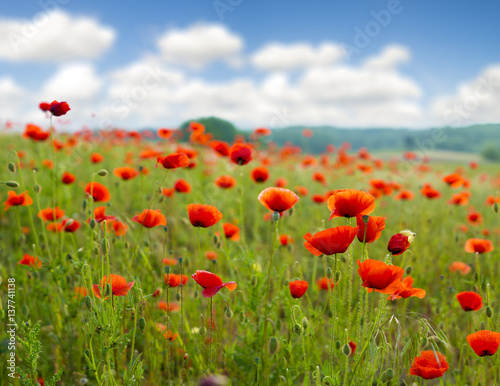Wild poppies field in the evening light, panorama © Mike Mareen