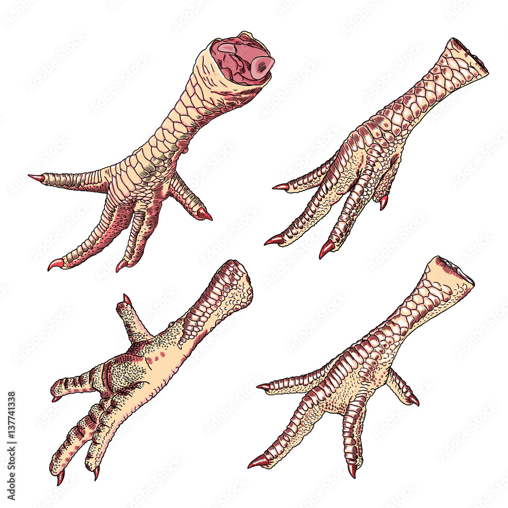 Set of chicken, rooster, turkey feet. Hand drawing engraving style