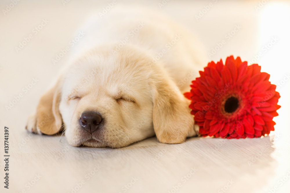 Labrador puppy with red gerbera