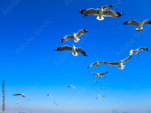 seagulls flying on blue sky