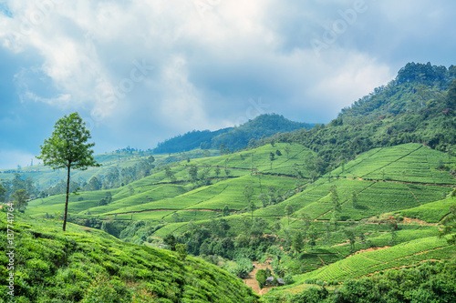 Wallpaper Mural Tea plantation landscape in Sri Lanka Torontodigital.ca