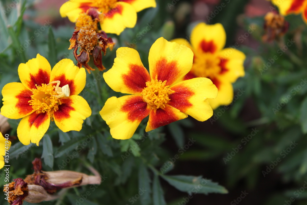 Flowers...
