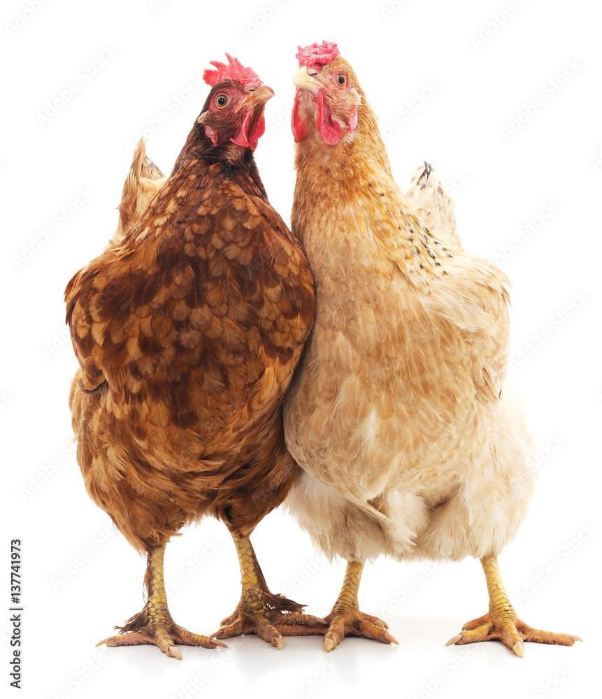 Obraz premium Dwa brązowe kurczaki.