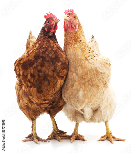 Tableau sur toile Two brown chickens.