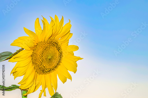 Beautiful flower of a sunflower closeup on a background of clear blue sky. Natural background with copy space.