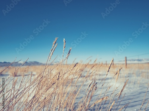 Fototapeta Naklejka Na Ścianę i Meble -  Winter Wheat