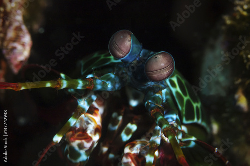Peacock mantis shrimp, Bunter Fangschreckenkrebs (Odontodactylus scyllarus)