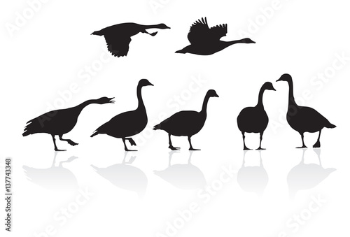 Geese