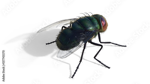 Common green bottle fly sitting isolate on white background, 3d Illustrations , 3d Render, green fly © mrjo_7