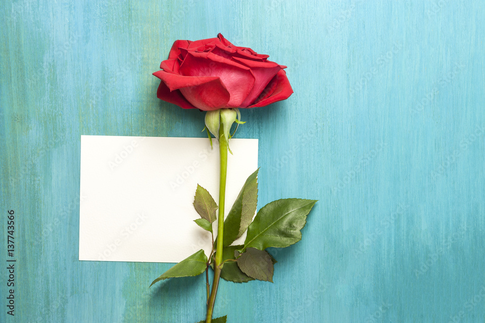 Vibrant red rose and blank postcard for copyspace