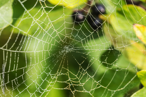 spider web with morning dew