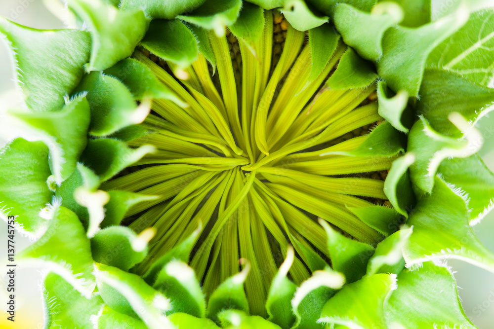 Obraz premium closeup giant sunflower (Helianthus) beginning to open